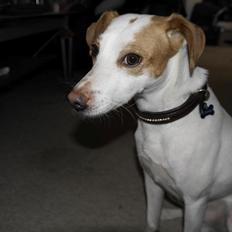 Dansk svensk gaardhund Plet