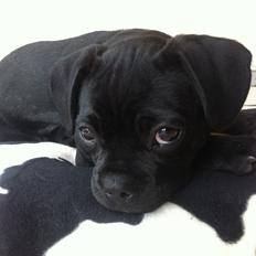 Blanding af racer Maggi - fransk bulldog/DS gårdhund/mops