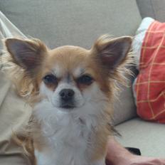 Chihuahua Wito vom haus Buve