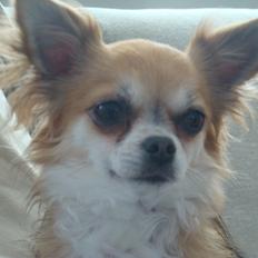 Chihuahua Wito vom haus Buve