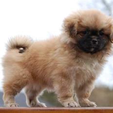 Tibetansk spaniel DK Tara af Elberget