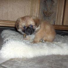 Tibetansk spaniel DK Tara af Elberget