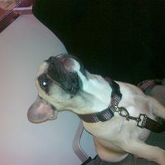 Fransk bulldog Leeroy (Lui Zelmenelis)