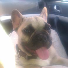 Fransk bulldog Leeroy (Lui Zelmenelis)