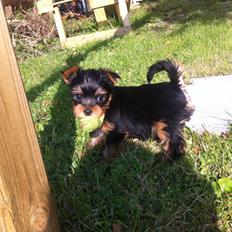 Yorkshire terrier Aladin