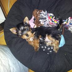 Yorkshire terrier Aladin