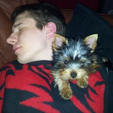 Yorkshire terrier Aladin