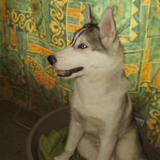 Siberian husky Shiro