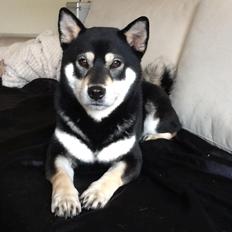 Shiba Toriyama's Aki (Akisha)