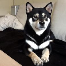 Shiba Toriyama's Aki (Akisha)