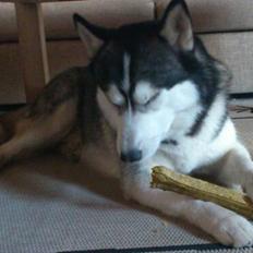 Siberian husky Kenzo