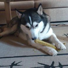 Siberian husky Kenzo