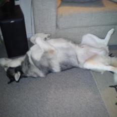 Siberian husky Kenzo