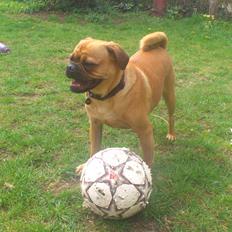 Blanding af racer Anton