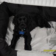 Cocker spaniel Højbjerg Euphorbiastjerne Cito
