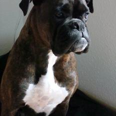Boxer Sera - Himmelhund