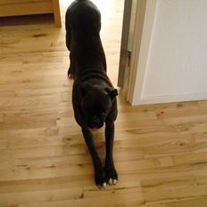 Boxer Sera - Himmelhund