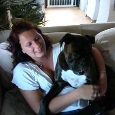 Boxer Sera - Himmelhund