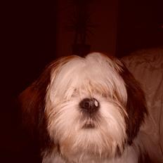Lhasa apso plet