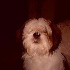 Lhasa apso plet