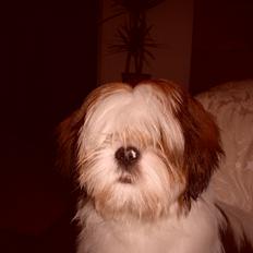 Lhasa apso plet