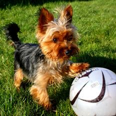 Yorkshire terrier Saki