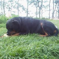 Rottweiler Theis<3 |R.I.P Min Engel|<3