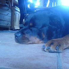 Rottweiler Theis<3 |R.I.P Min Engel|<3