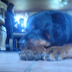 Rottweiler Theis<3 |R.I.P Min Engel|<3