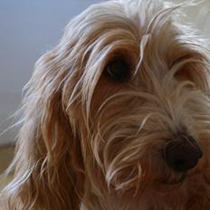 Petit basset griffon wendéen Felix