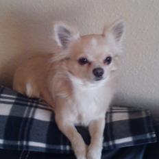 Chihuahua Timon Valentino