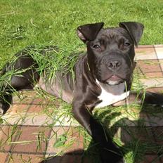 Staffordshire bull terrier Tyson solg t (min venindes)