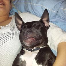 Staffordshire bull terrier Tyson solg t (min venindes)