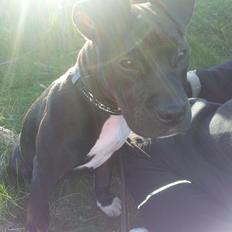 Staffordshire bull terrier Tyson solg t (min venindes)