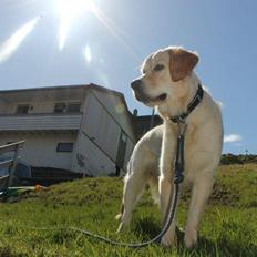 Golden retriever Nikita 