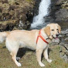 Golden retriever Nikita 