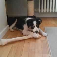 Border collie Kiwi