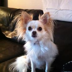 Chihuahua Bonnabell's Amor (Charlie)