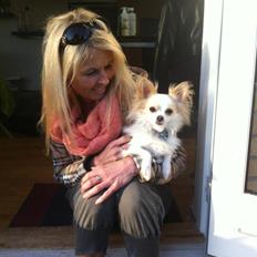 Chihuahua Bonnabell's Amor (Charlie)