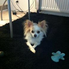 Chihuahua Bonnabell's Amor (Charlie)