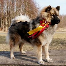 Eurasier Arachuns Atsue