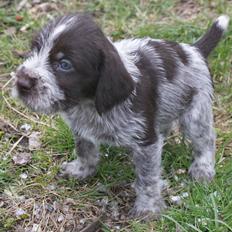 Ruhåret hønsehund Kærholt Vincent (Cody)