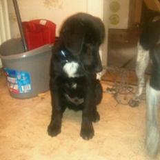 Blanding af racer Kenzo ( Don Keno ) 