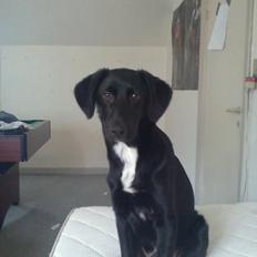 Blanding af racer Kenzo ( Don Keno ) 