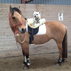 West highland white terrier Buller