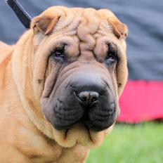 Shar pei Min Nanni ally´s Nemo/ Nemo i daglig tale