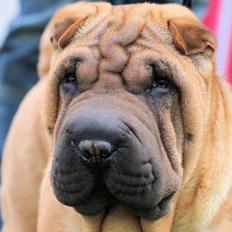 Shar pei Min Nanni ally´s Nemo/ Nemo i daglig tale