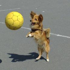 Blanding af racer Balou