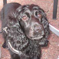 Cocker spaniel Trold