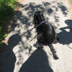 Cocker spaniel Trold